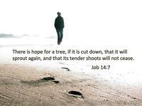 Job 14:7